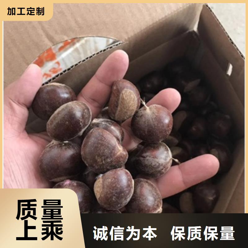 板栗苗,【梨树苗】厂家直销货源充足