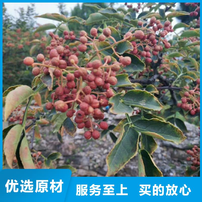 花椒苗梨树苗信誉有保证