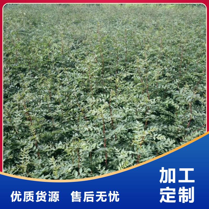 花椒苗核桃苗价格透明