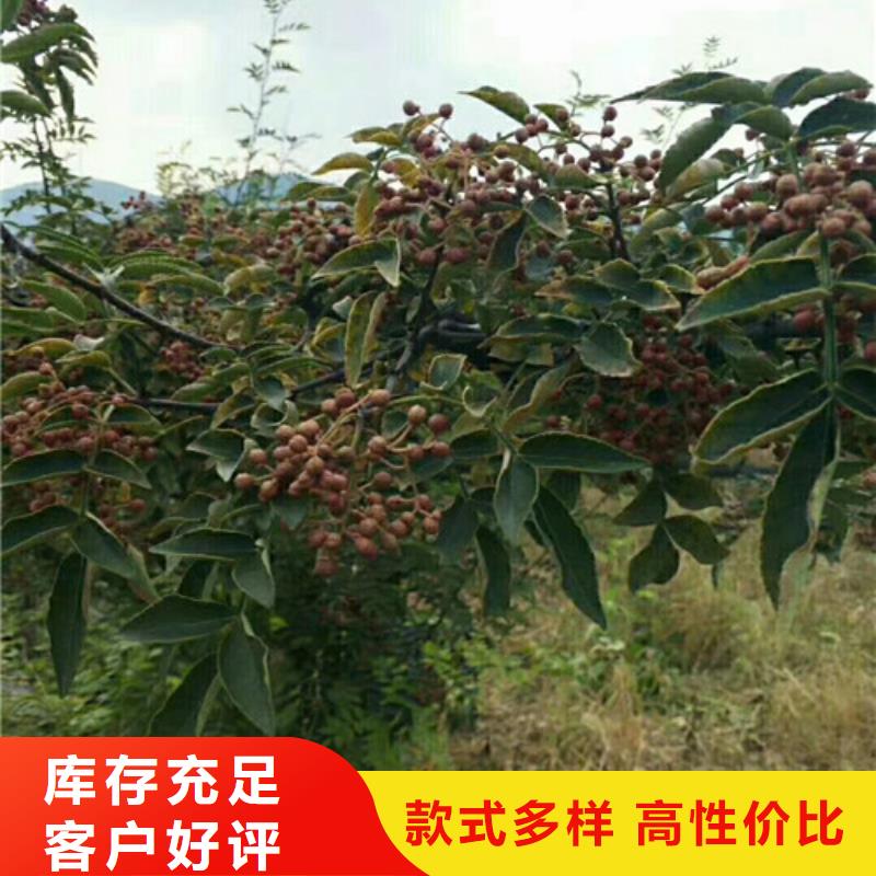 花椒苗葡萄苗支持货到付清