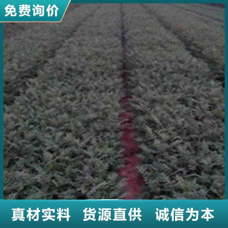 优质原料 花椒苗厂家定制专业生产设备_视频