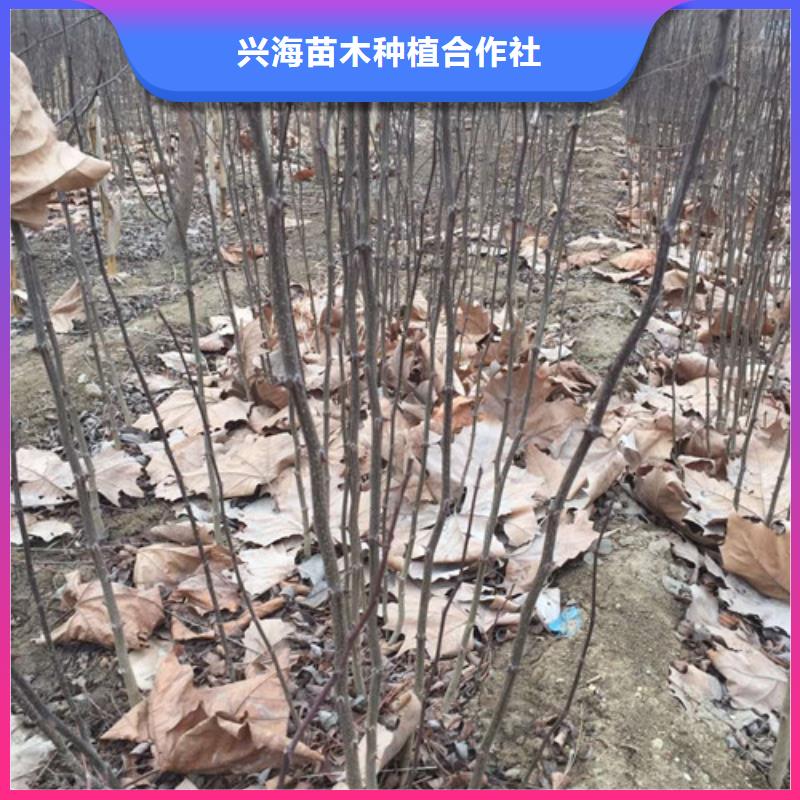 【 花椒苗-梨树苗根据要求定制】