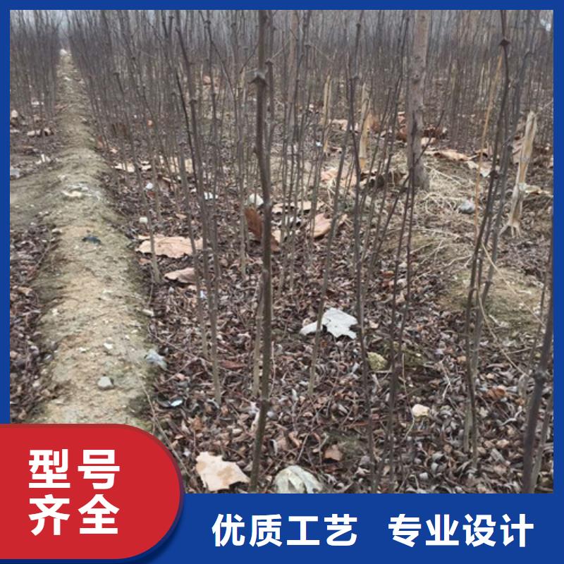 【 花椒苗-梨树苗根据要求定制】