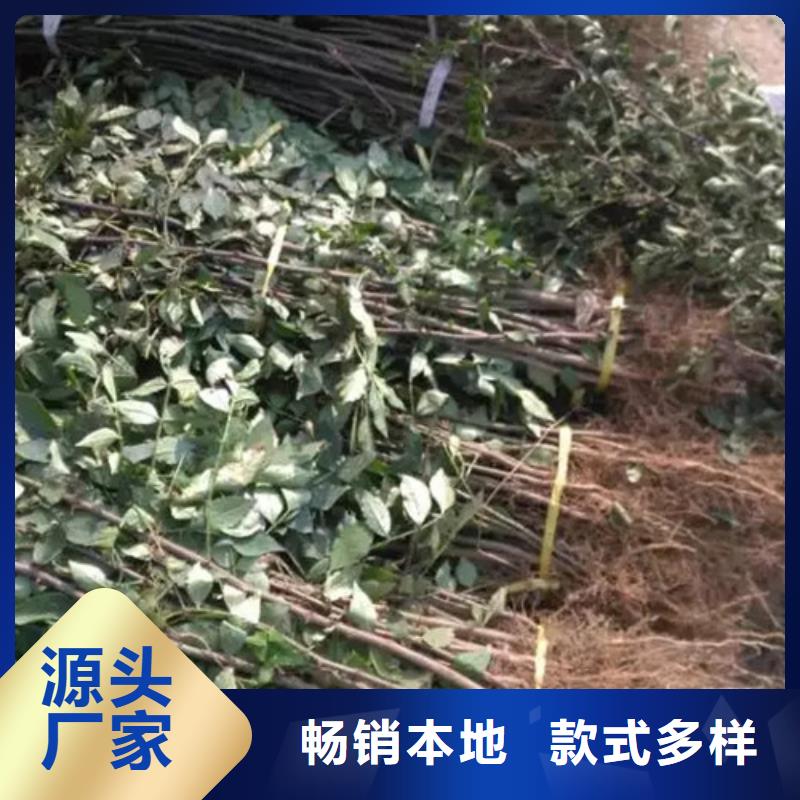 【您想要的我们都有 花椒苗-梨树苗根据要求定制】本地咨询