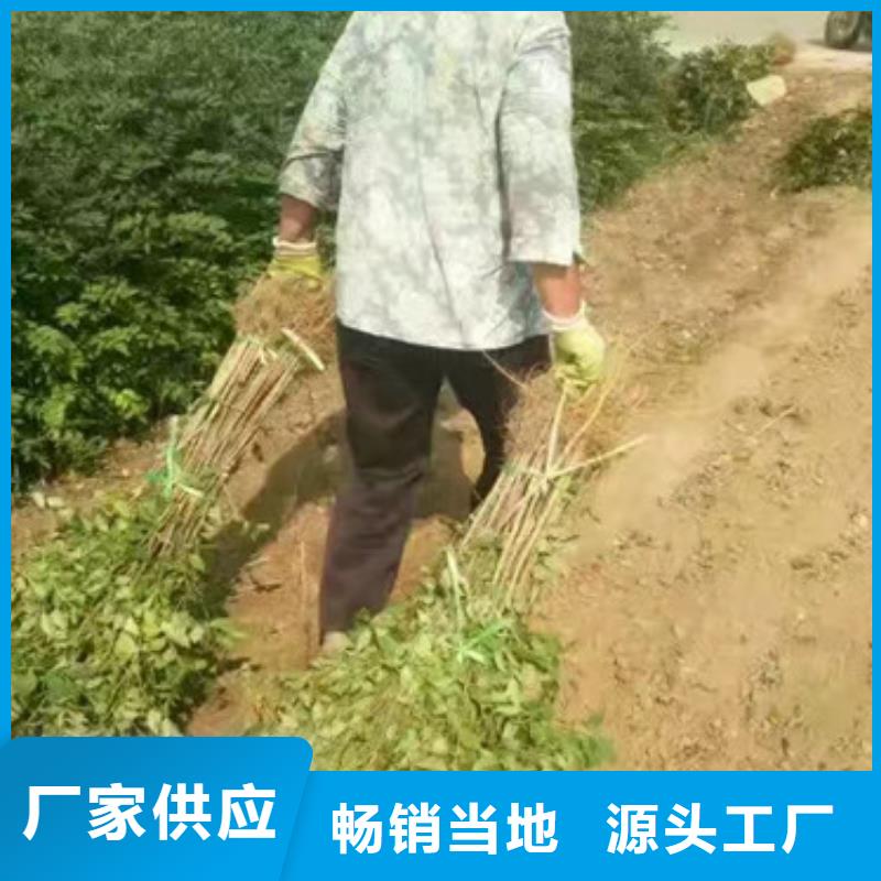 花椒苗板栗苗质量安全可靠