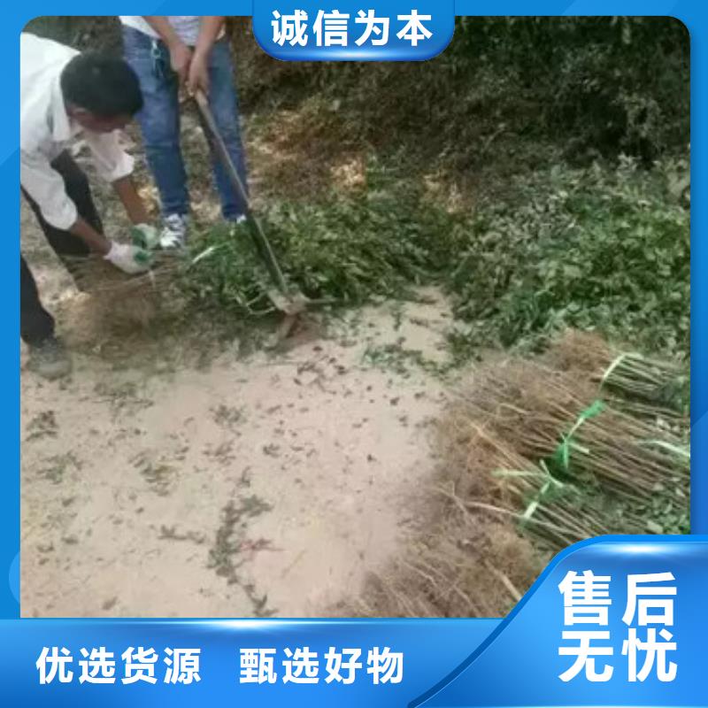 花椒苗板栗苗质量安全可靠