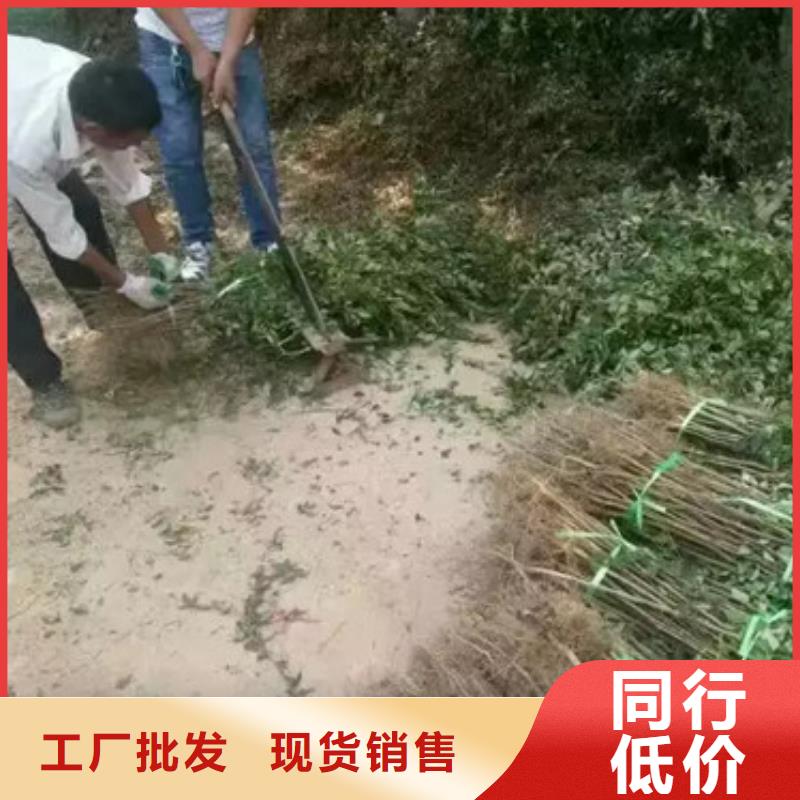 花椒苗梨树苗材质实在