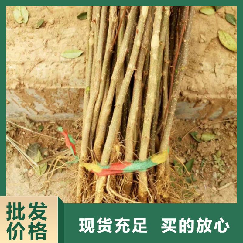 【 花椒苗-梨树苗根据要求定制】