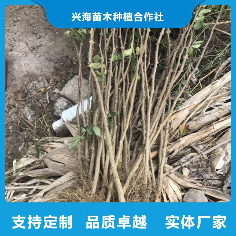 花椒苗【山楂苗】厂家直发