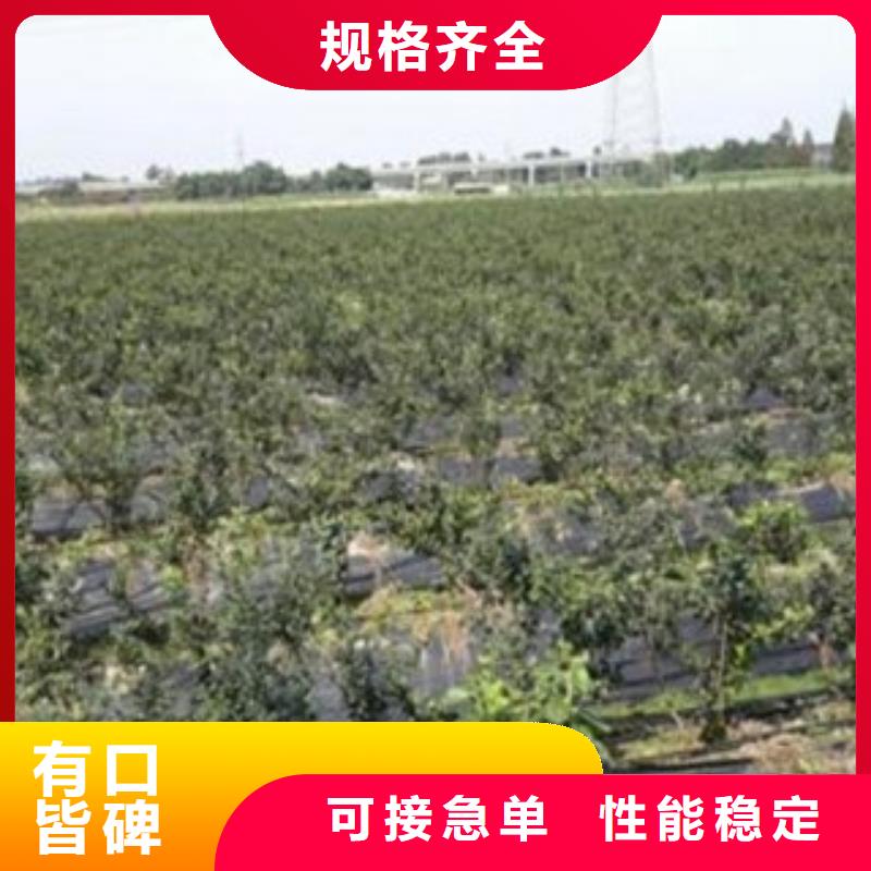 蓝莓苗桃树苗精致工艺