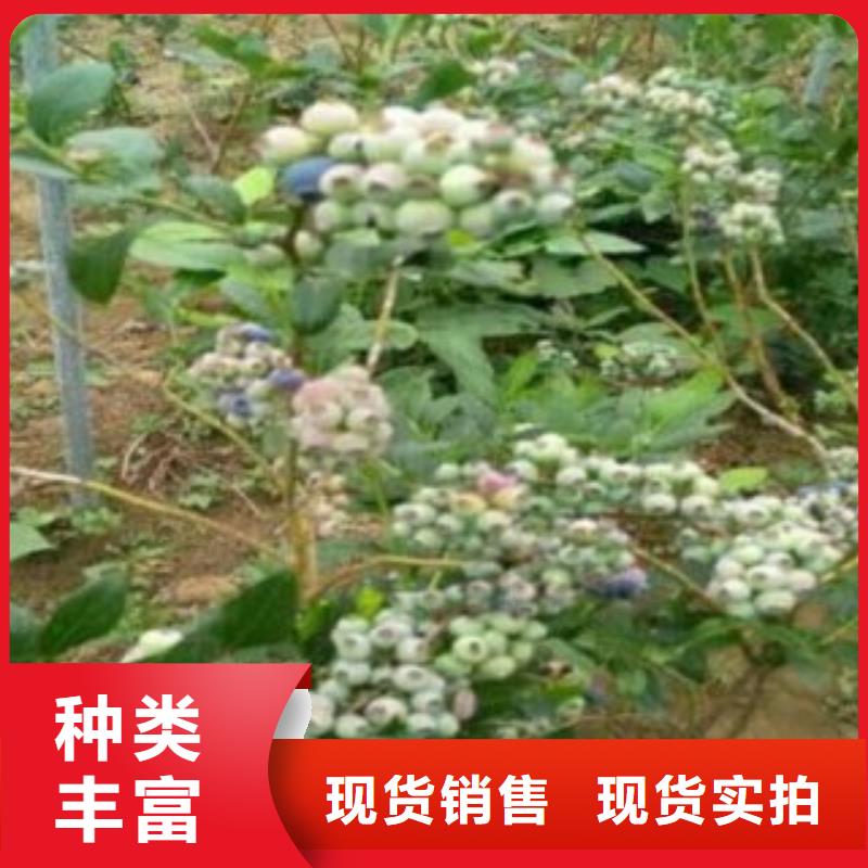 |镇康|云县|迪庆|保山|怒江|曲靖|大理|楚雄【兴海】【 蓝莓苗厂家十分靠谱】