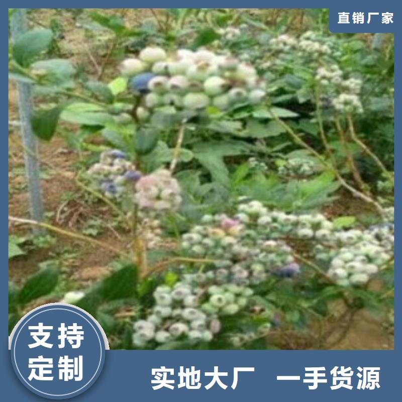 蓝莓苗_山楂苗实力厂家直销