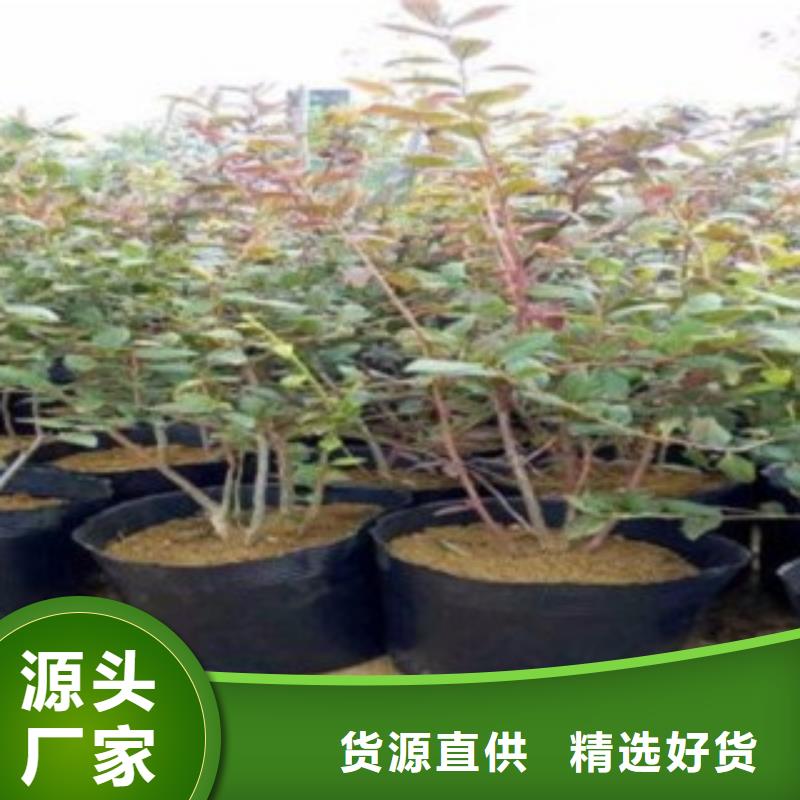 |镇康|云县|迪庆|保山|怒江|曲靖|大理|楚雄【兴海】【 蓝莓苗厂家十分靠谱】
