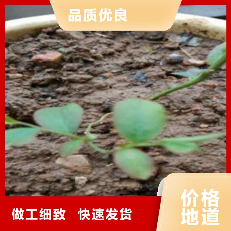 【蓝莓苗桃树苗出厂严格质检】