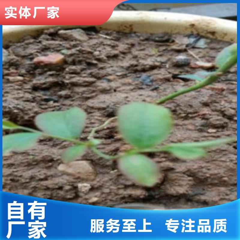 |镇康|云县|迪庆|保山|怒江|曲靖|大理|楚雄【兴海】【 蓝莓苗厂家十分靠谱】