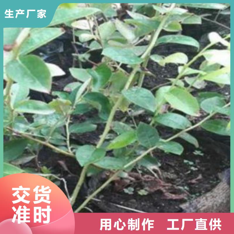 蓝莓苗【核桃苗】品质卓越