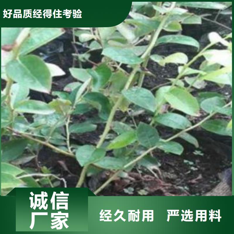 蓝莓苗桃树苗精致工艺