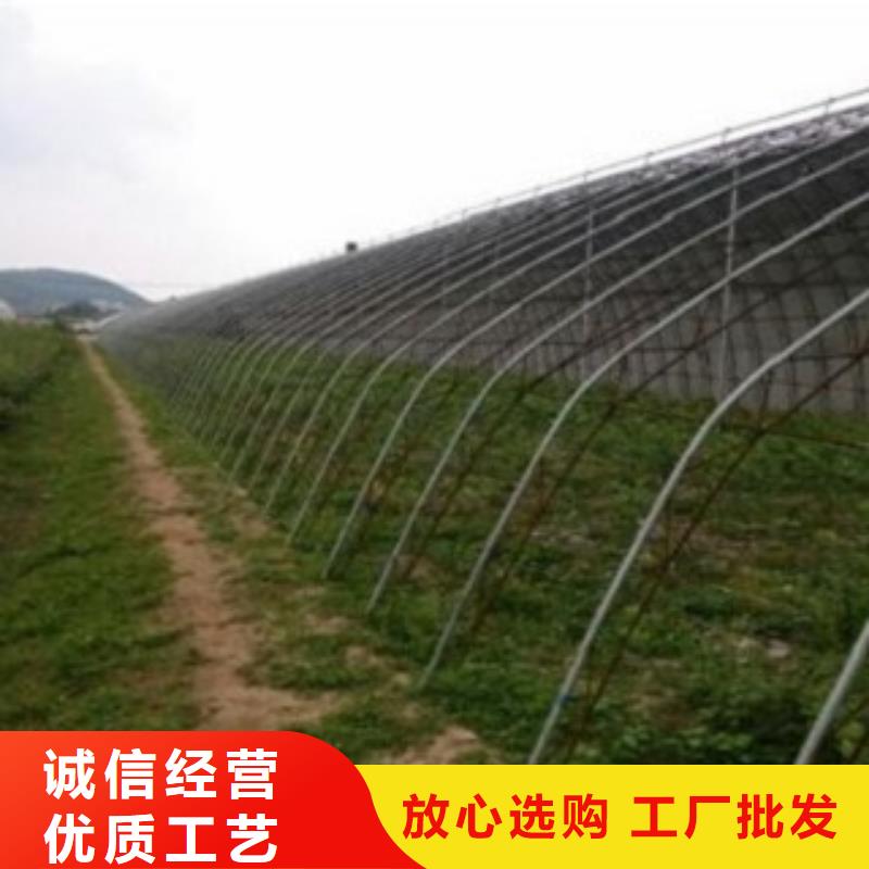 蓝莓苗山楂苗打造行业品质
