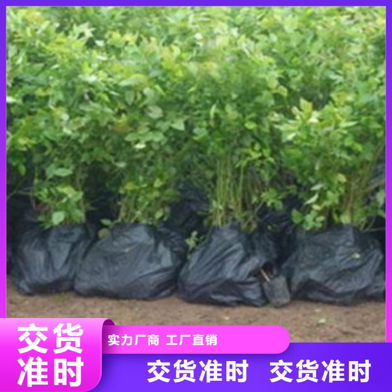 蓝莓苗【山楂苗】专注生产N年