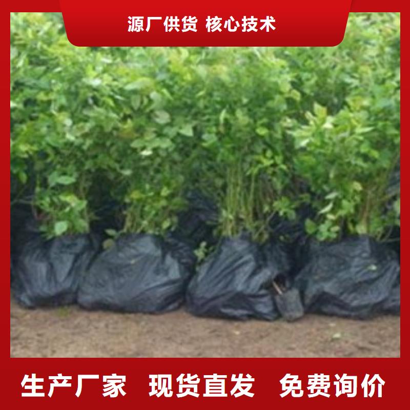 蓝莓苗山楂苗助您降低采购成本