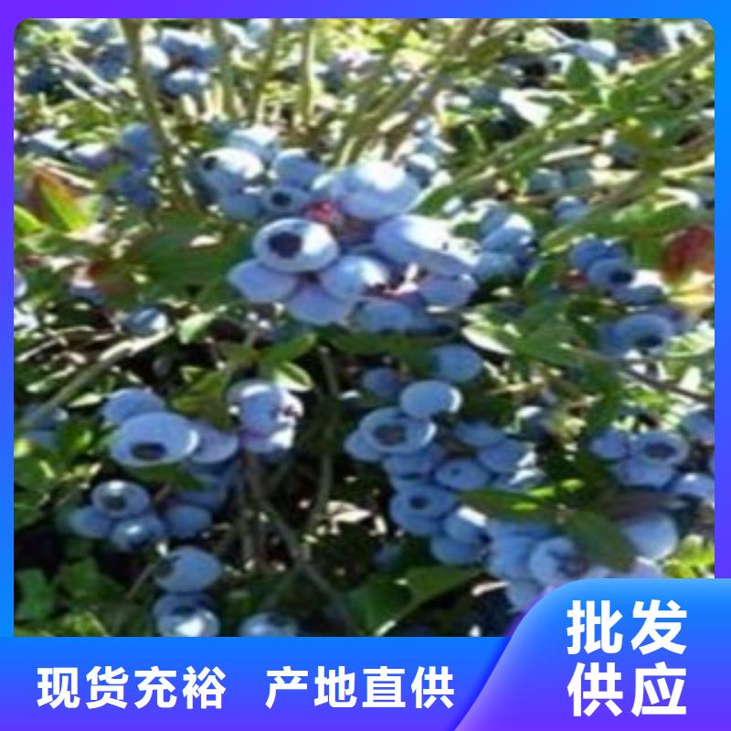 蓝莓苗【山楂苗】专注生产N年