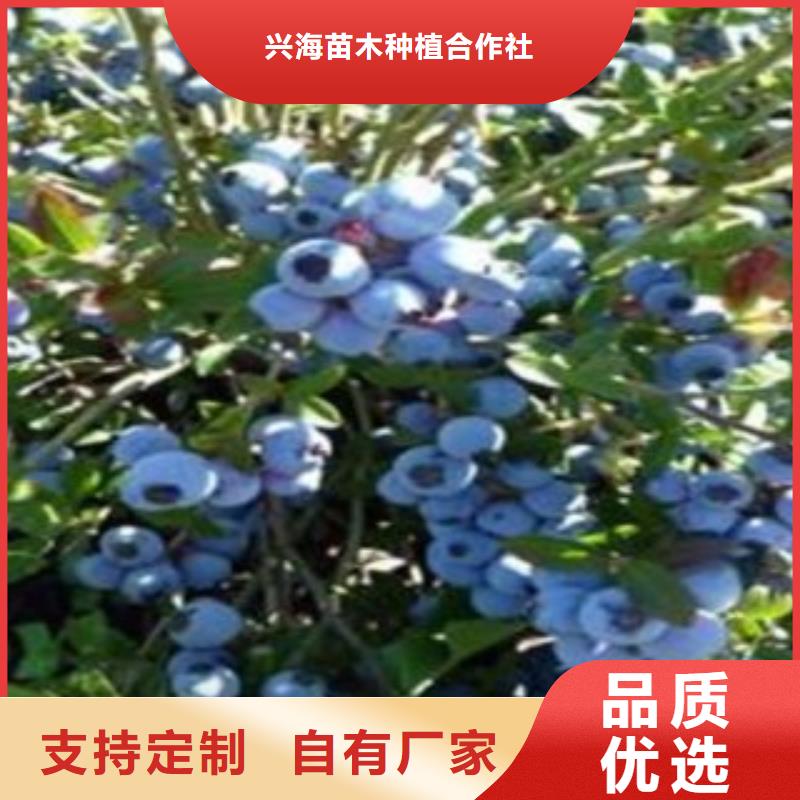 |镇康|云县|迪庆|保山|怒江|曲靖|大理|楚雄【兴海】【 蓝莓苗厂家十分靠谱】