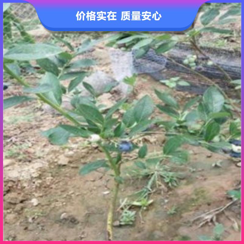 【蓝莓苗】葡萄苗原料层层筛选