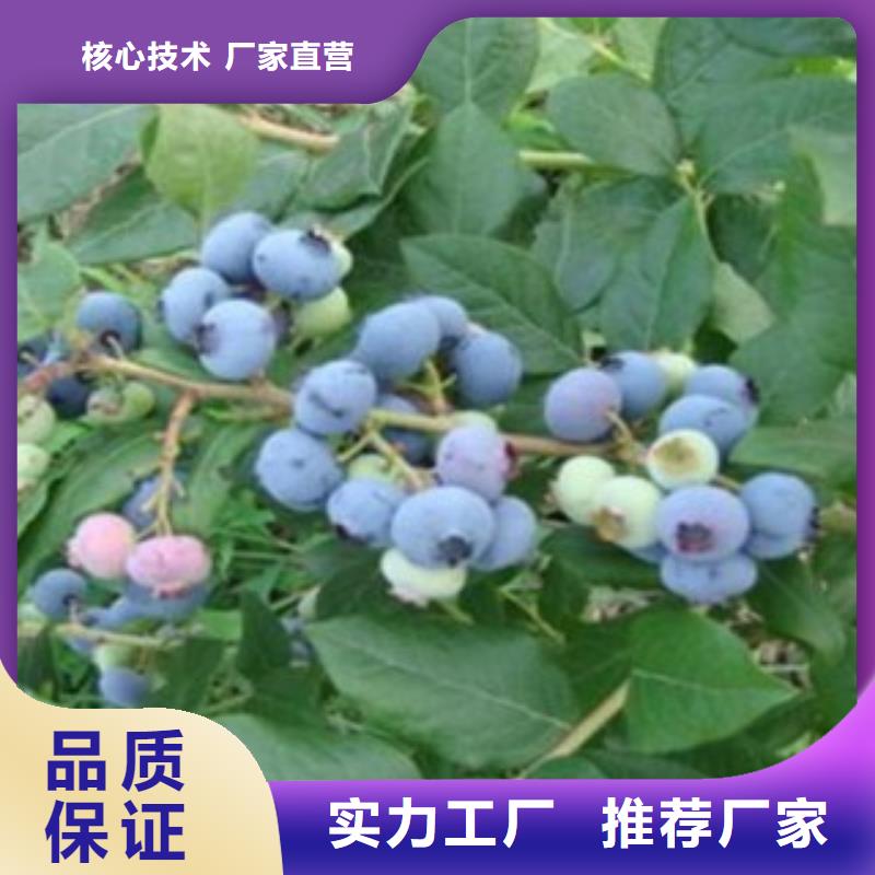 蓝莓苗梨树苗匠心打造