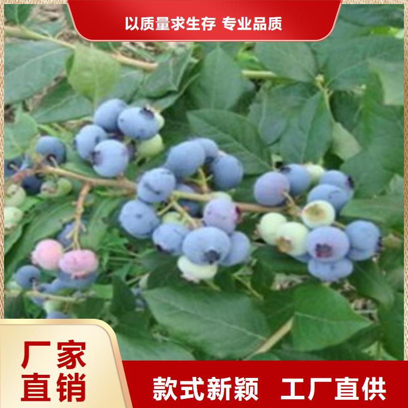 蓝莓苗_山楂苗实力厂家直销