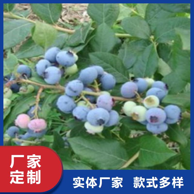 蓝莓苗【山楂苗】专注生产N年