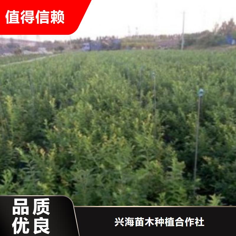 蓝莓苗梨树苗质量安心