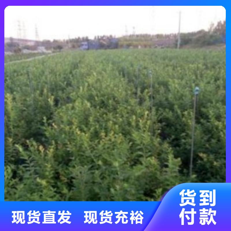 |镇康|云县|迪庆|保山|怒江|曲靖|大理|楚雄【兴海】【 蓝莓苗厂家十分靠谱】