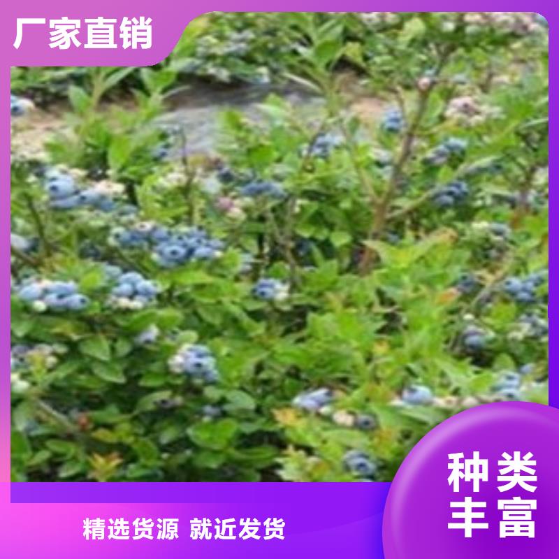 蓝莓苗桃树苗出货快