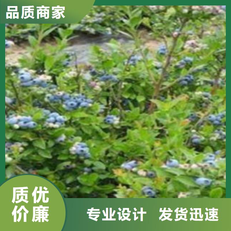 蓝莓苗板栗苗支持定制贴心售后