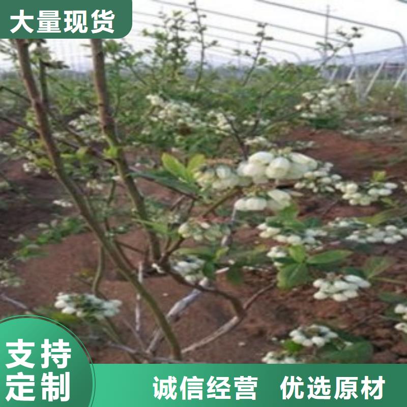 蓝莓苗核桃苗可接急单