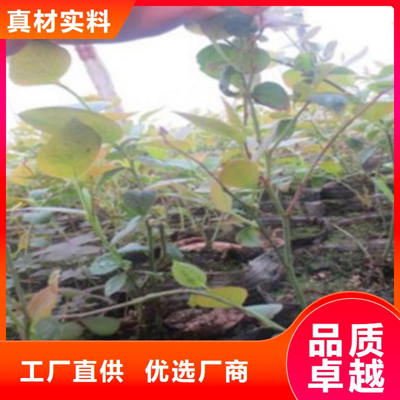 |镇康|云县|迪庆|保山|怒江|曲靖|大理|楚雄【兴海】【 蓝莓苗厂家十分靠谱】