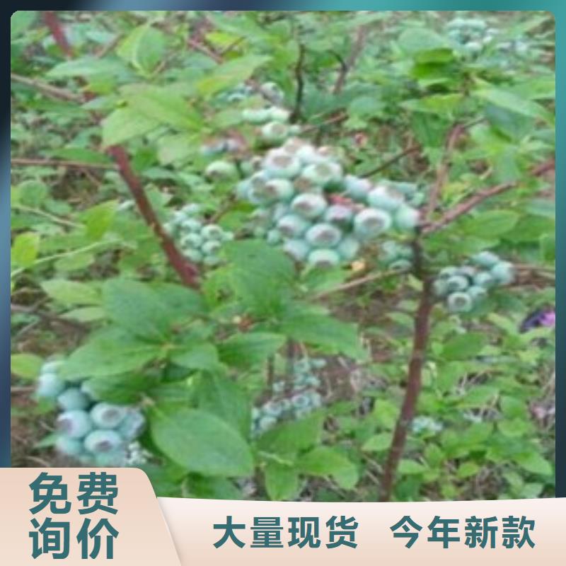 蓝莓苗,山楂苗多种规格供您选择