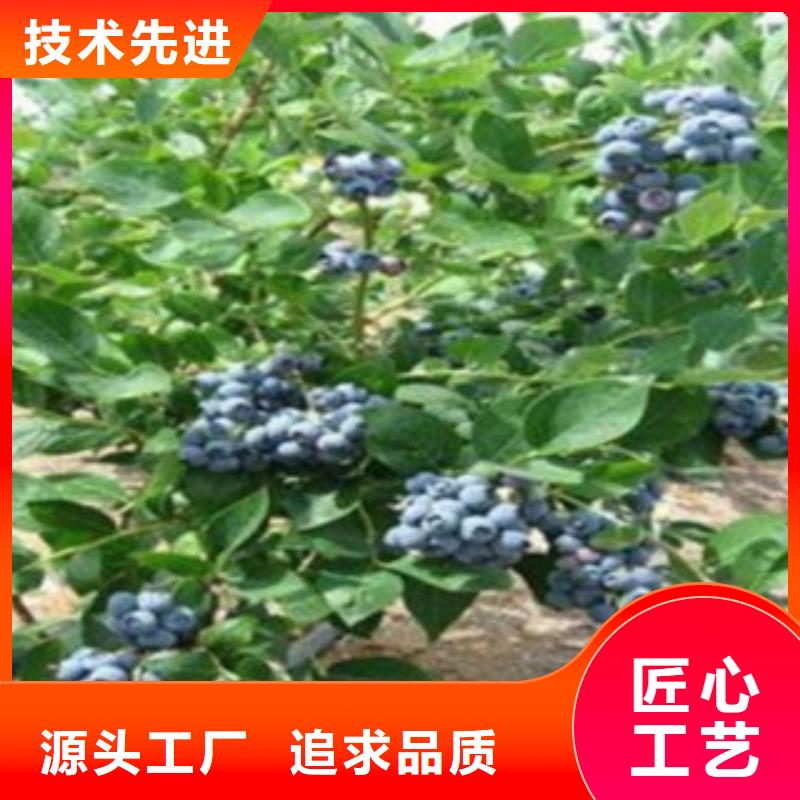 【定制《兴海》蓝莓苗苹果苗自有生产工厂】
