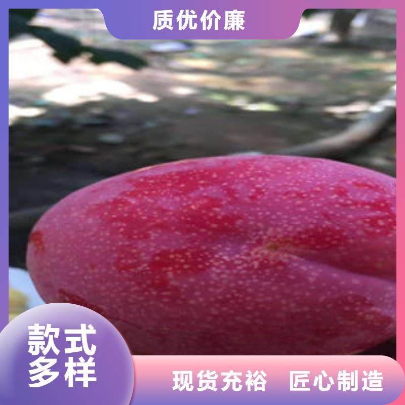 李子苗梨树苗拒绝伪劣产品