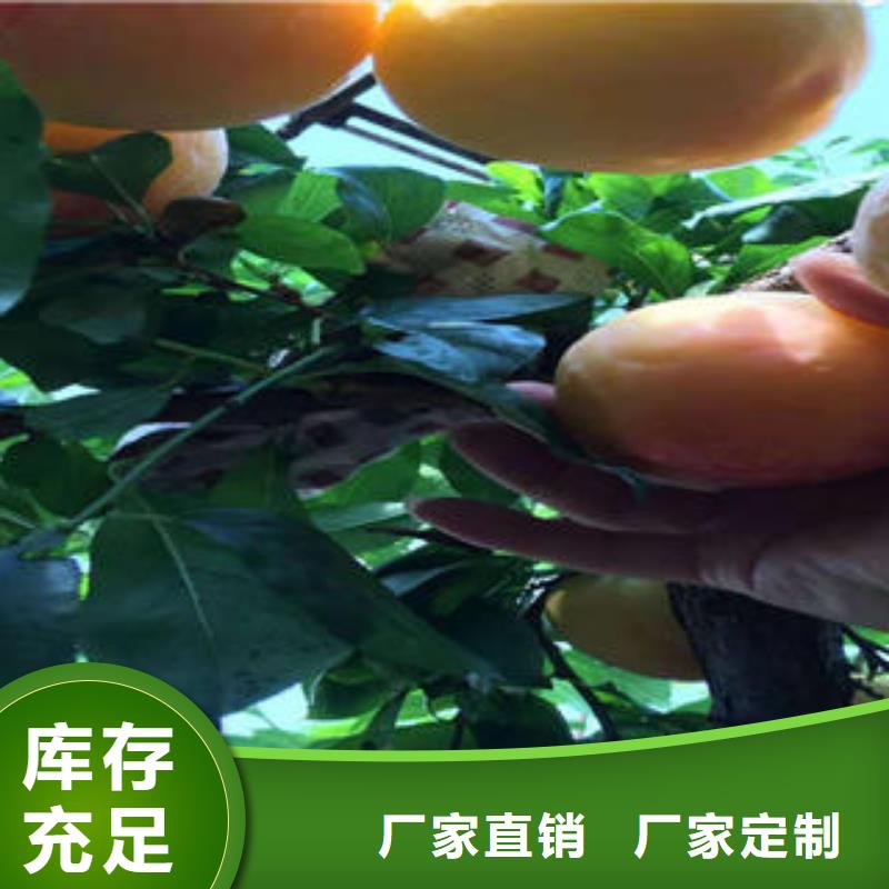 李子苗桃树苗自有厂家