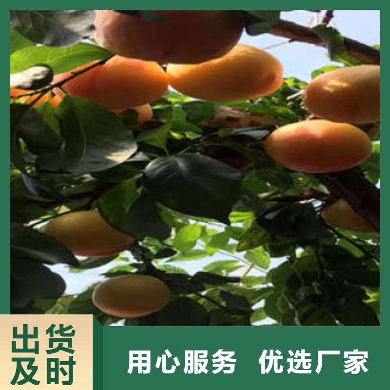 超产品在细节【李子苗】_蓝莓苗批发价格同城制造商