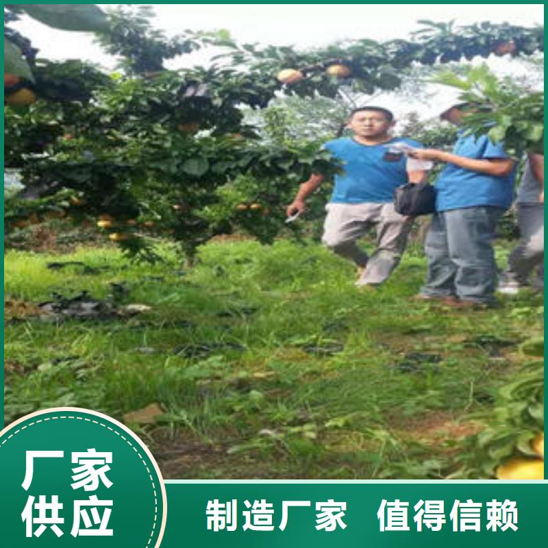 超产品在细节【李子苗】_蓝莓苗批发价格同城制造商