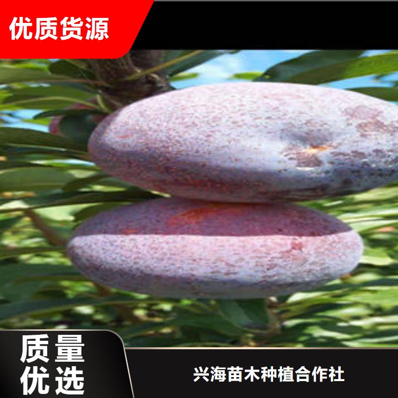 李子苗梨树苗拒绝伪劣产品