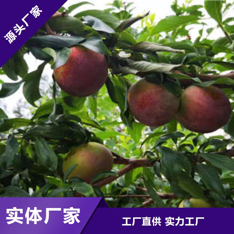 李子苗桃树苗工厂现货供应