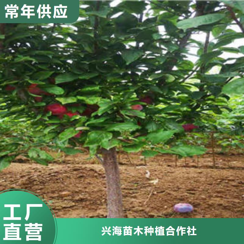 李子苗梨树苗拒绝伪劣产品