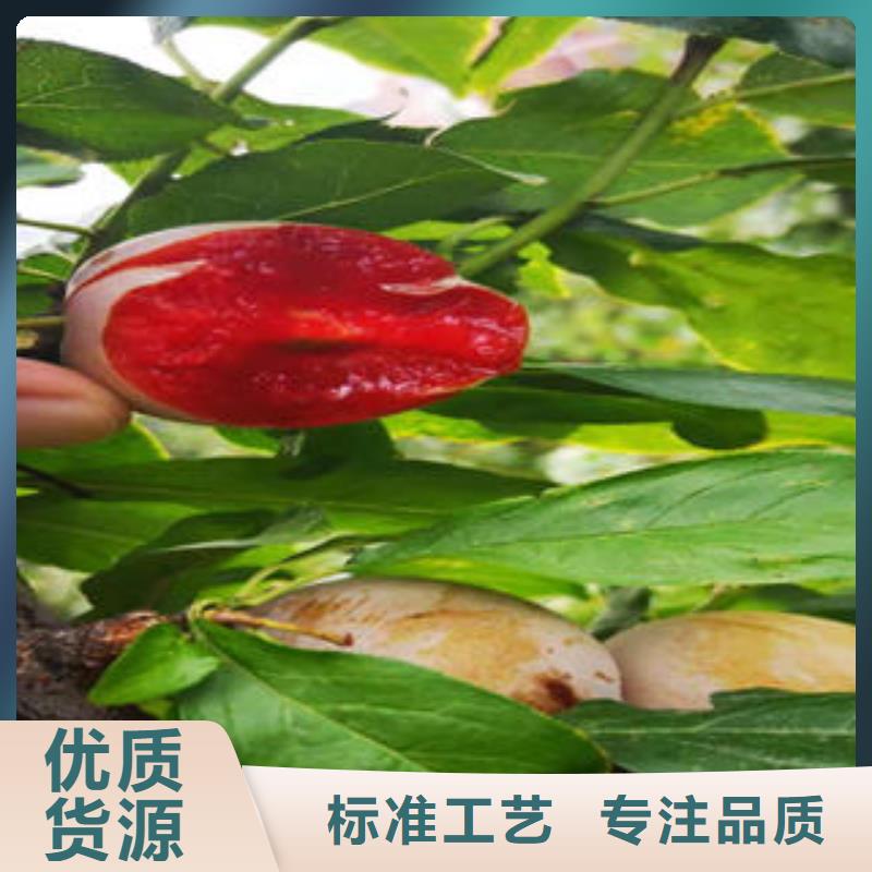 兴海【细节决定成败 李子苗_板栗苗实力商家】、出货快-《同城》厂家