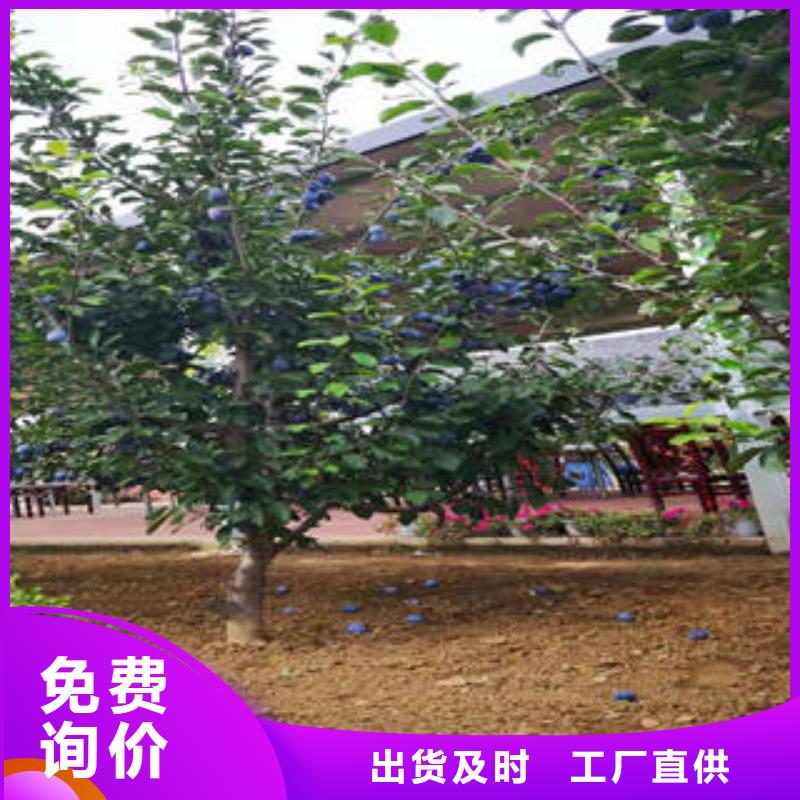 超产品在细节【李子苗】_蓝莓苗批发价格同城制造商