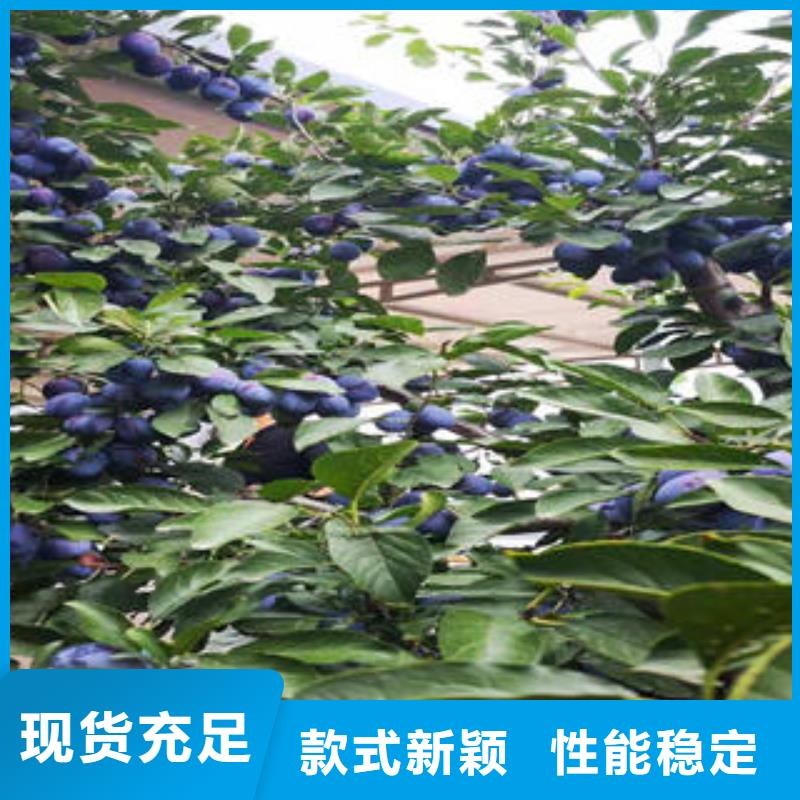 李子苗桃树苗自有厂家