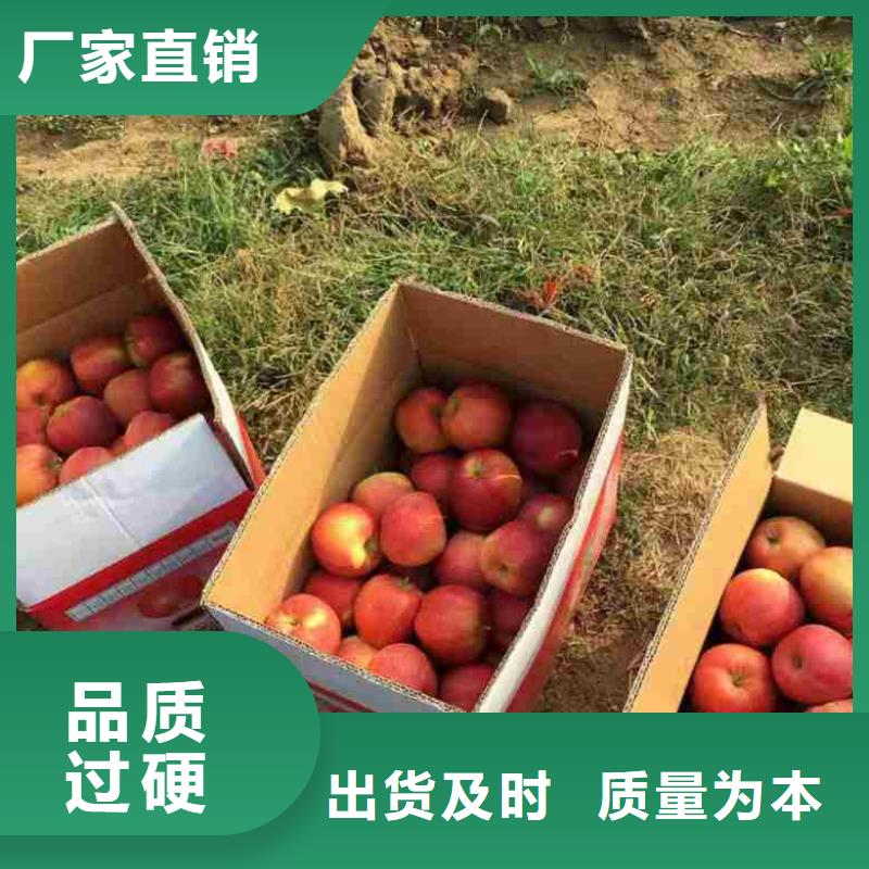 【苹果苗】,梨树苗从源头保证品质