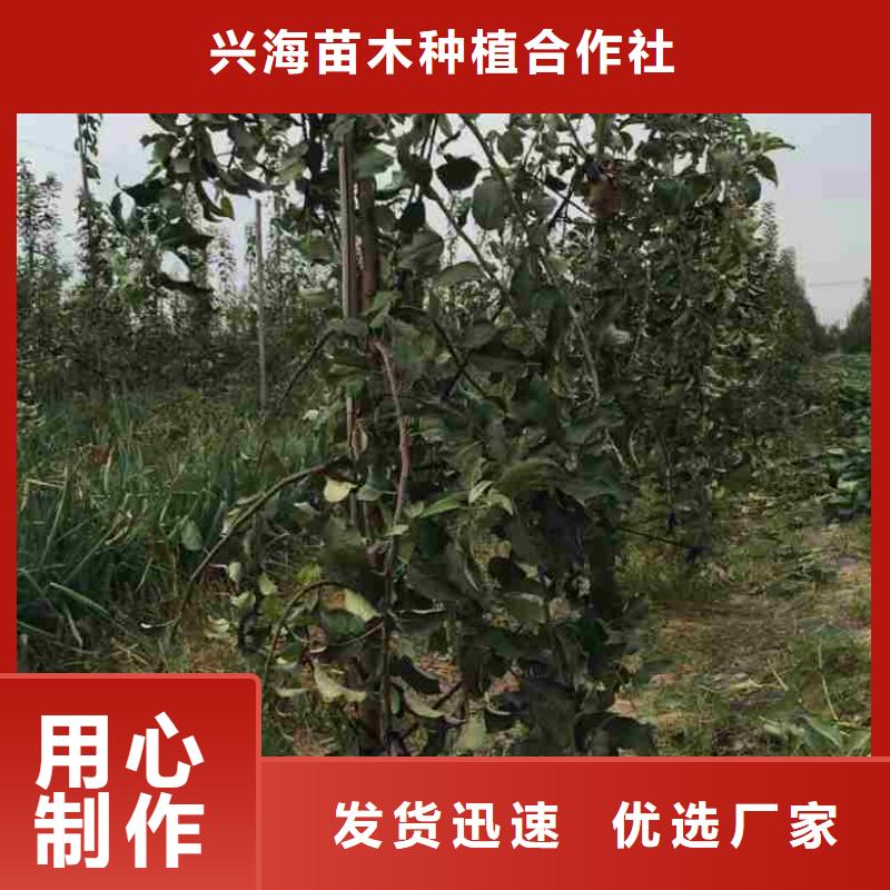 苹果苗_桃树苗用心做产品